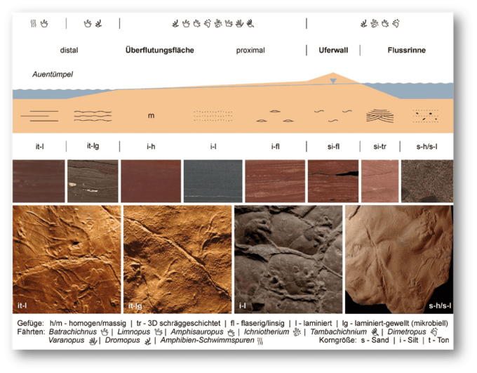 Ichnostratigraphie der Fußabdrücke von Tetrapoden aus dem Perm